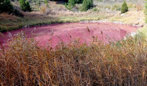 ¿Por qué en la Laguna de la Cruz?